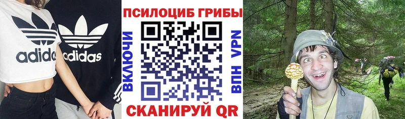 закладки  Навашино  Псилоцибиновые грибы мицелий 